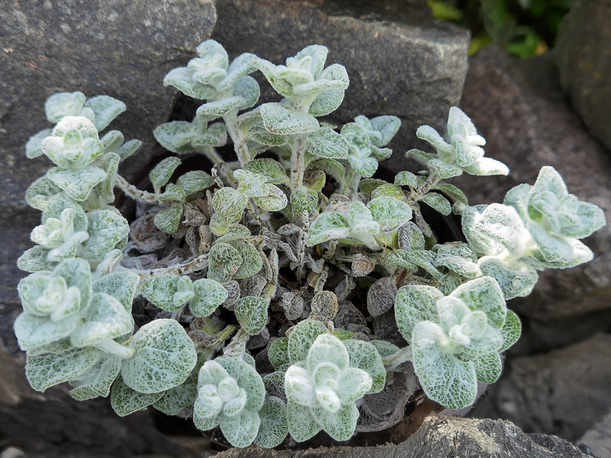 Origanum dictamnus photo